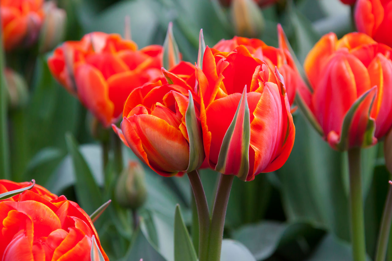 Piros tulipán virágok