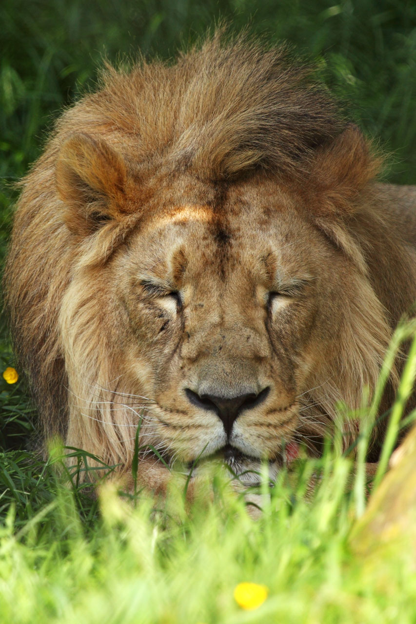 Riposo leone