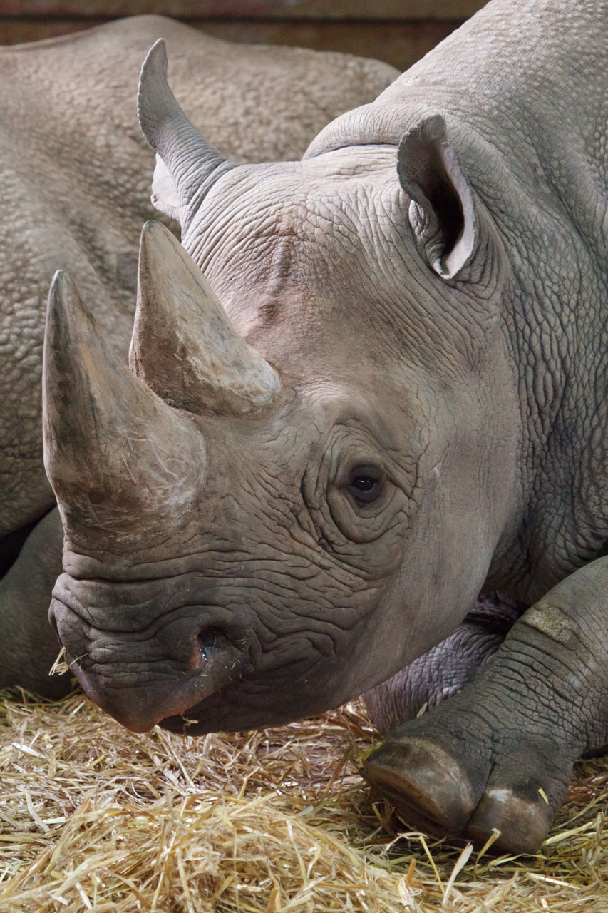 Rhino hoofd