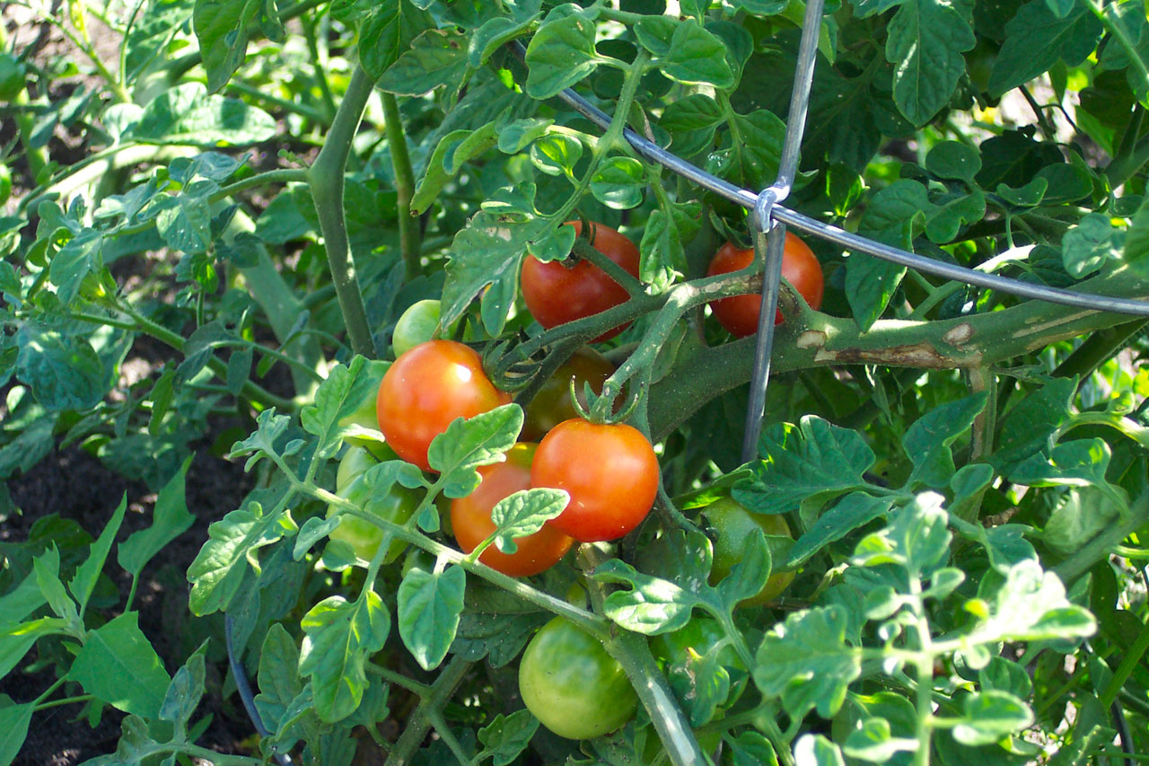 在葡萄成熟的西红柿
