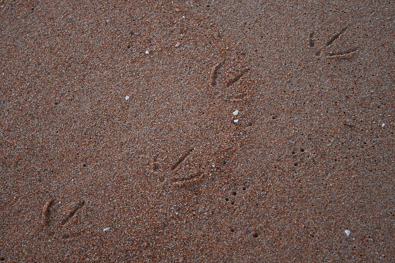 海鸥在海滩沙子轨道