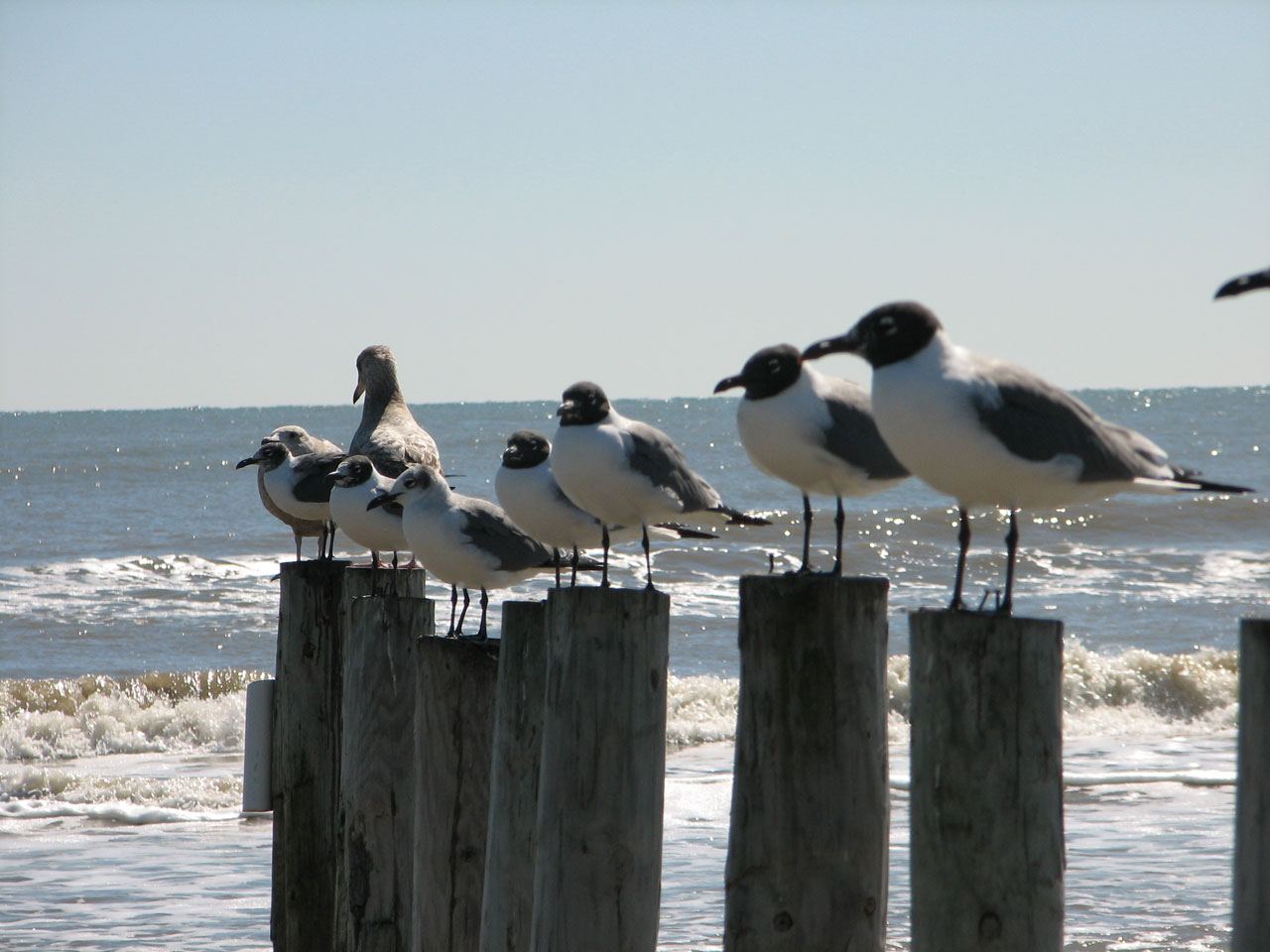 Seagulls Perched On Posts