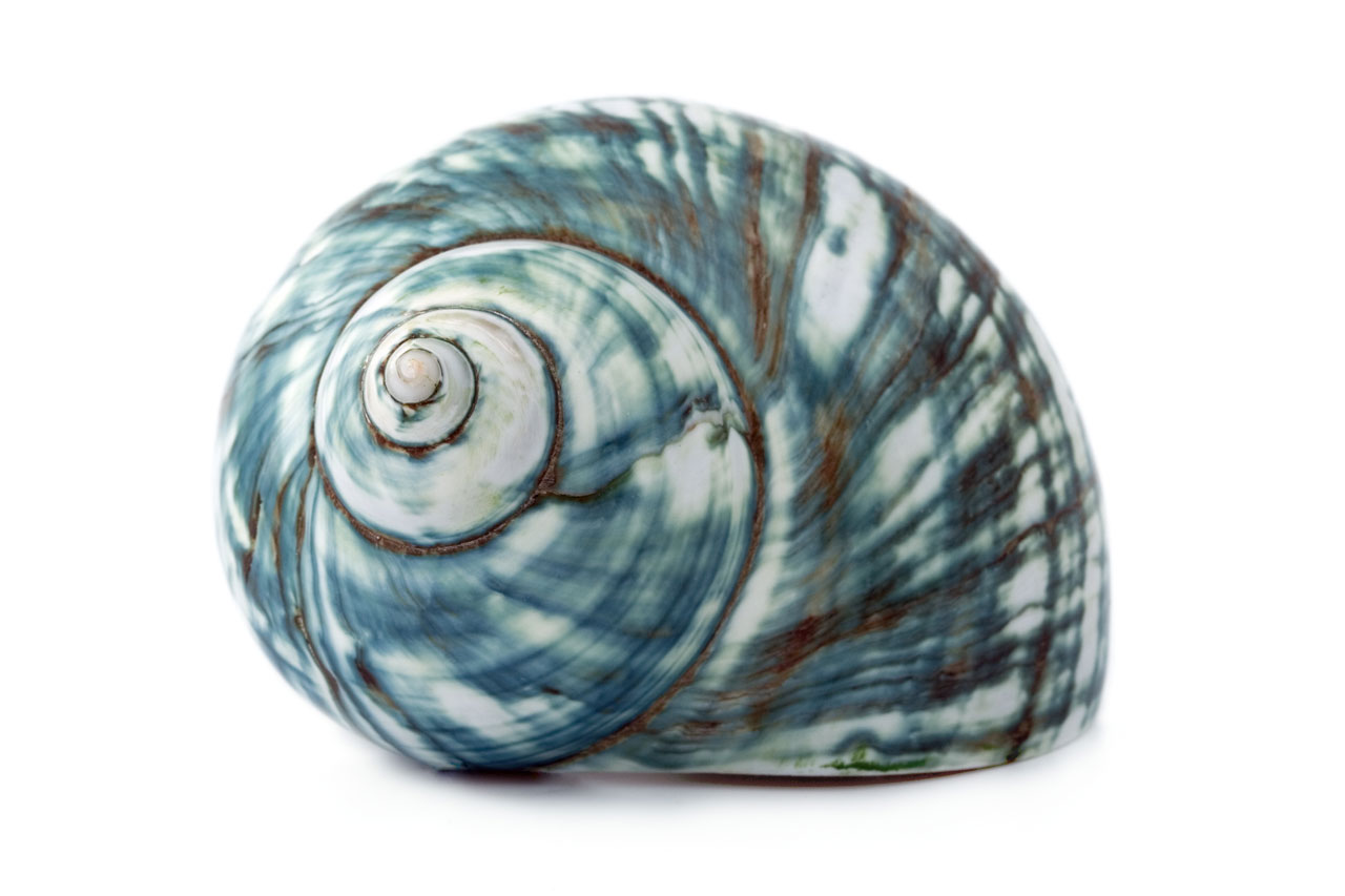 Blue Sea Shell