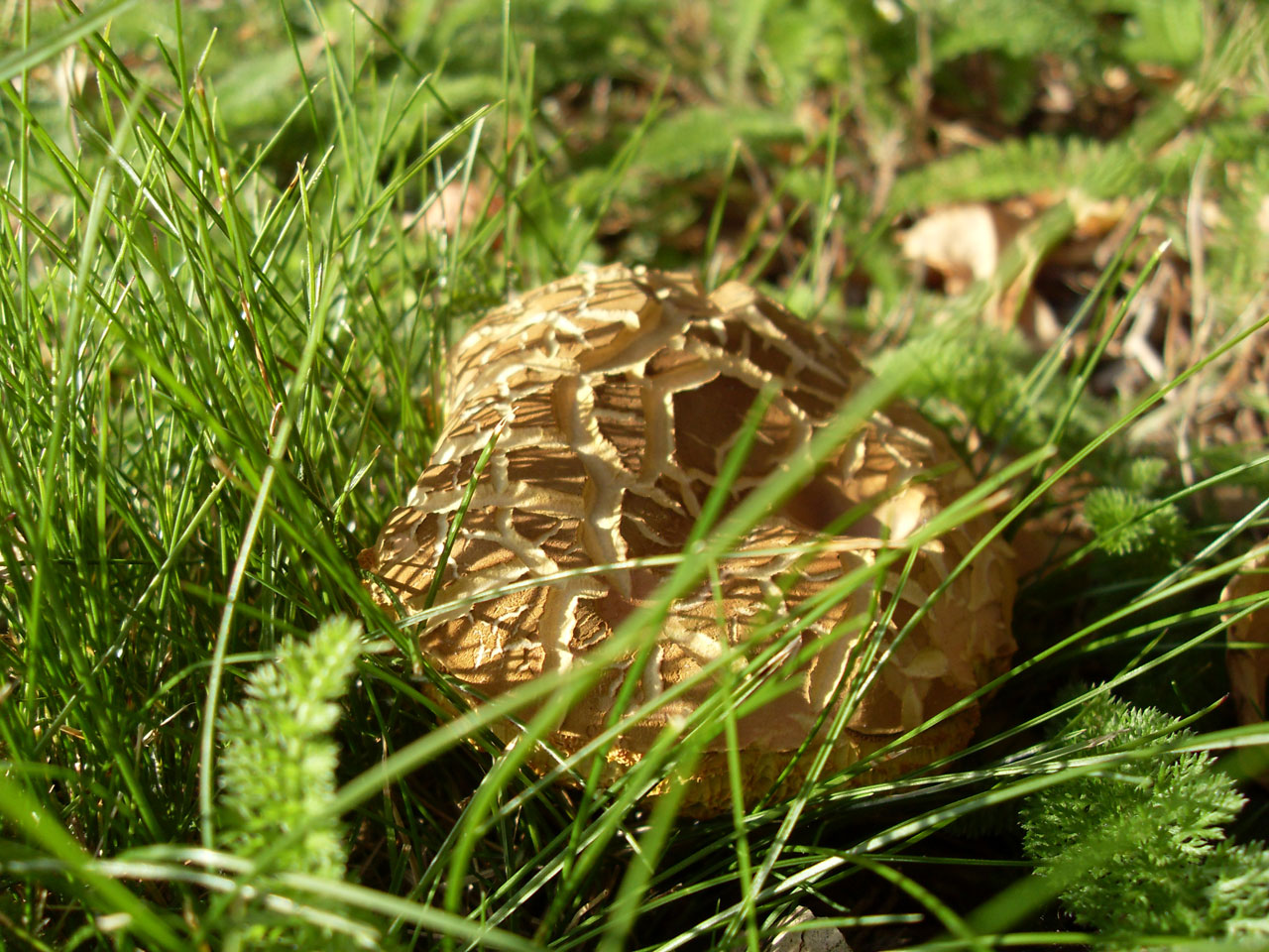 Sittande Mushroom
