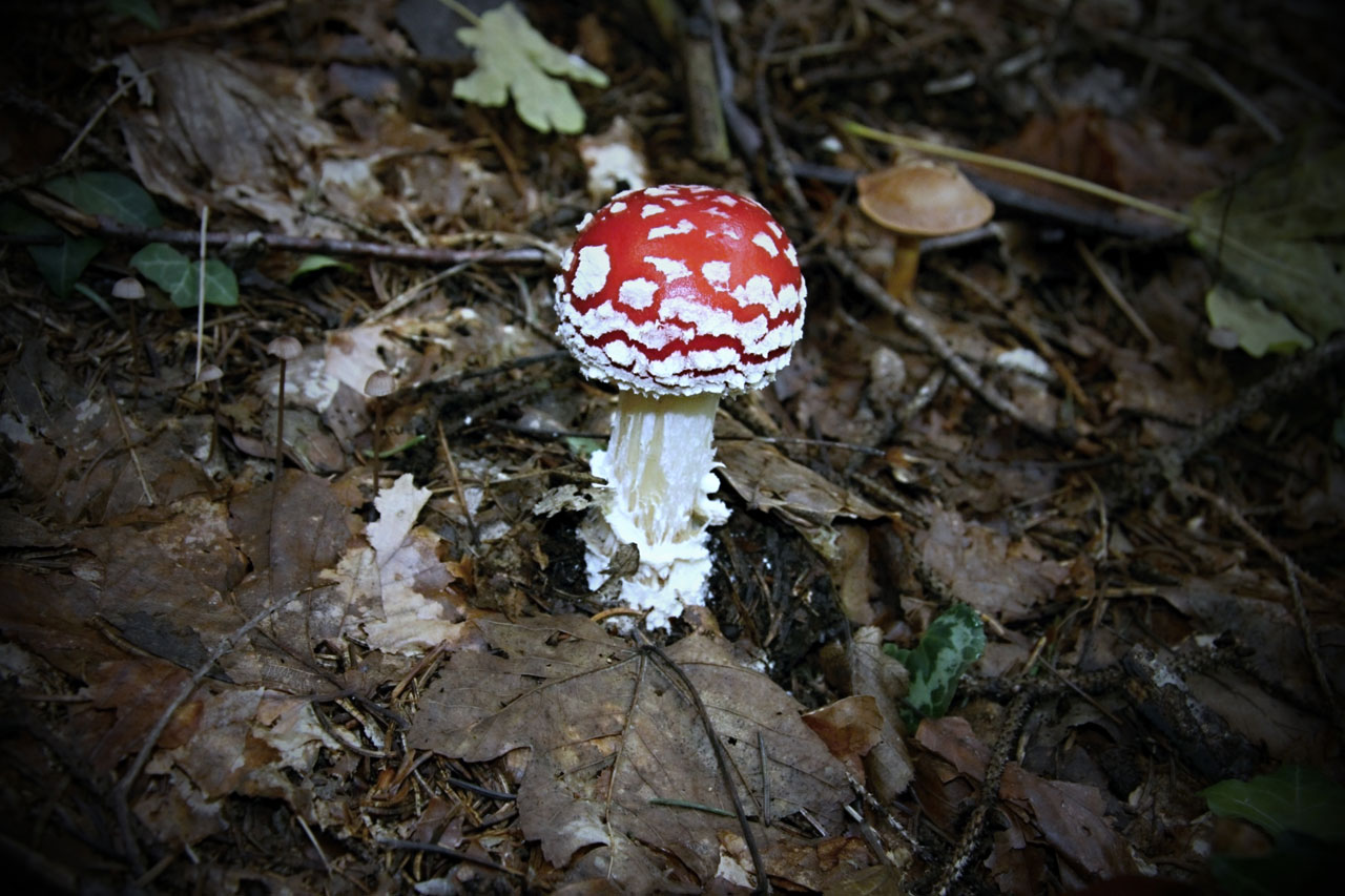 Cogumelo vermelho pequeno
