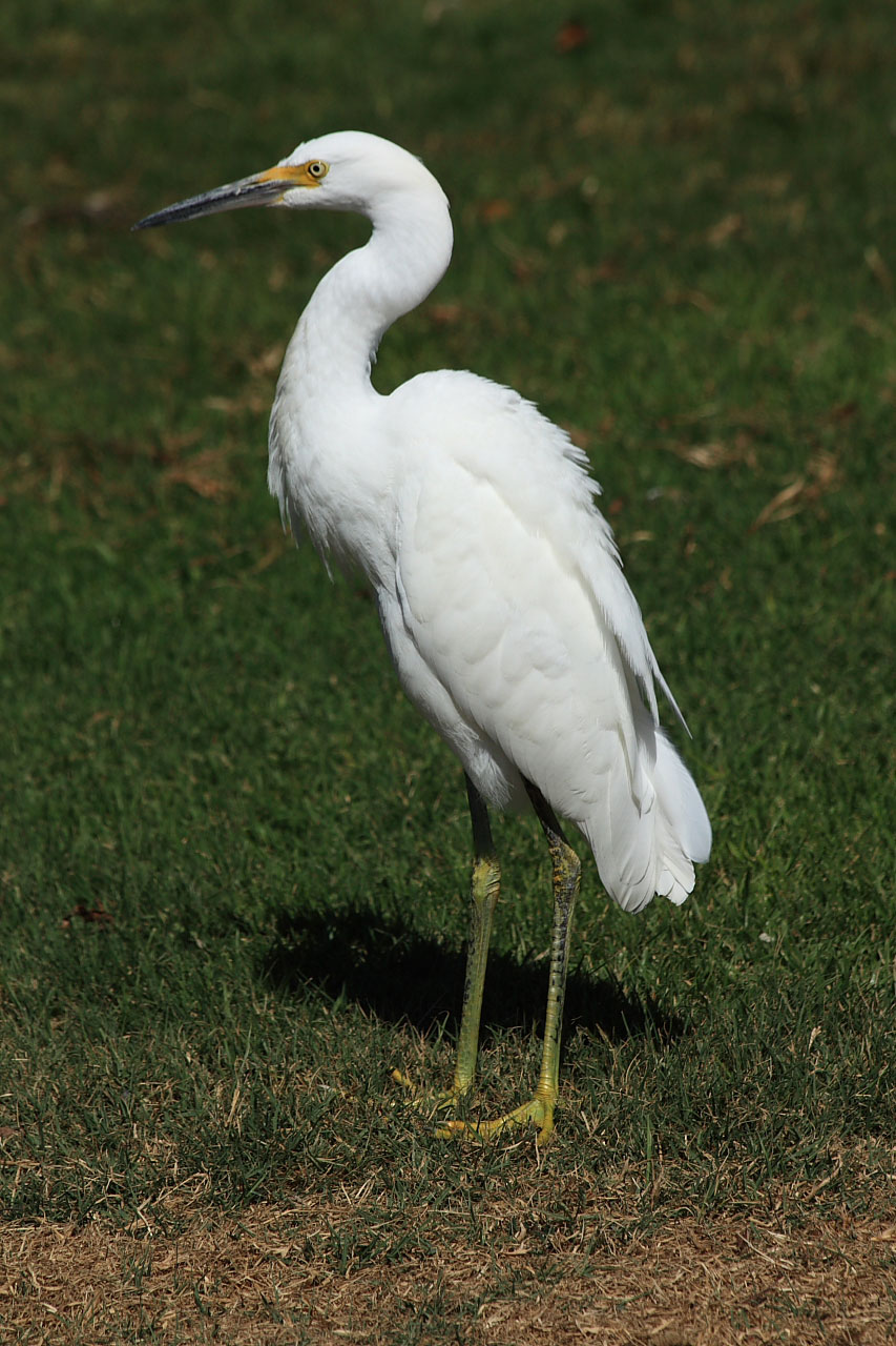 Zasněžené egret na trávě