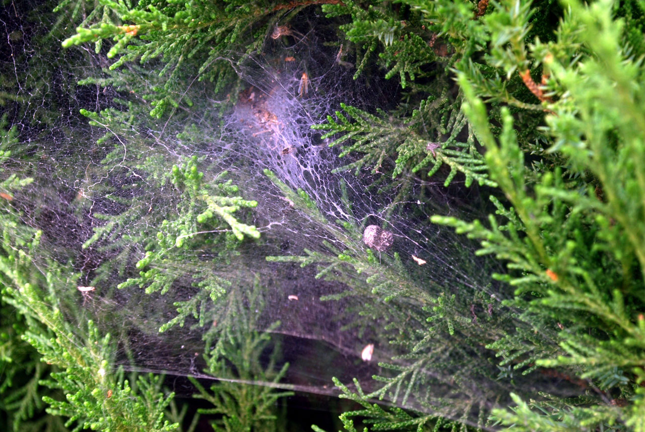 蜘蛛蛛网