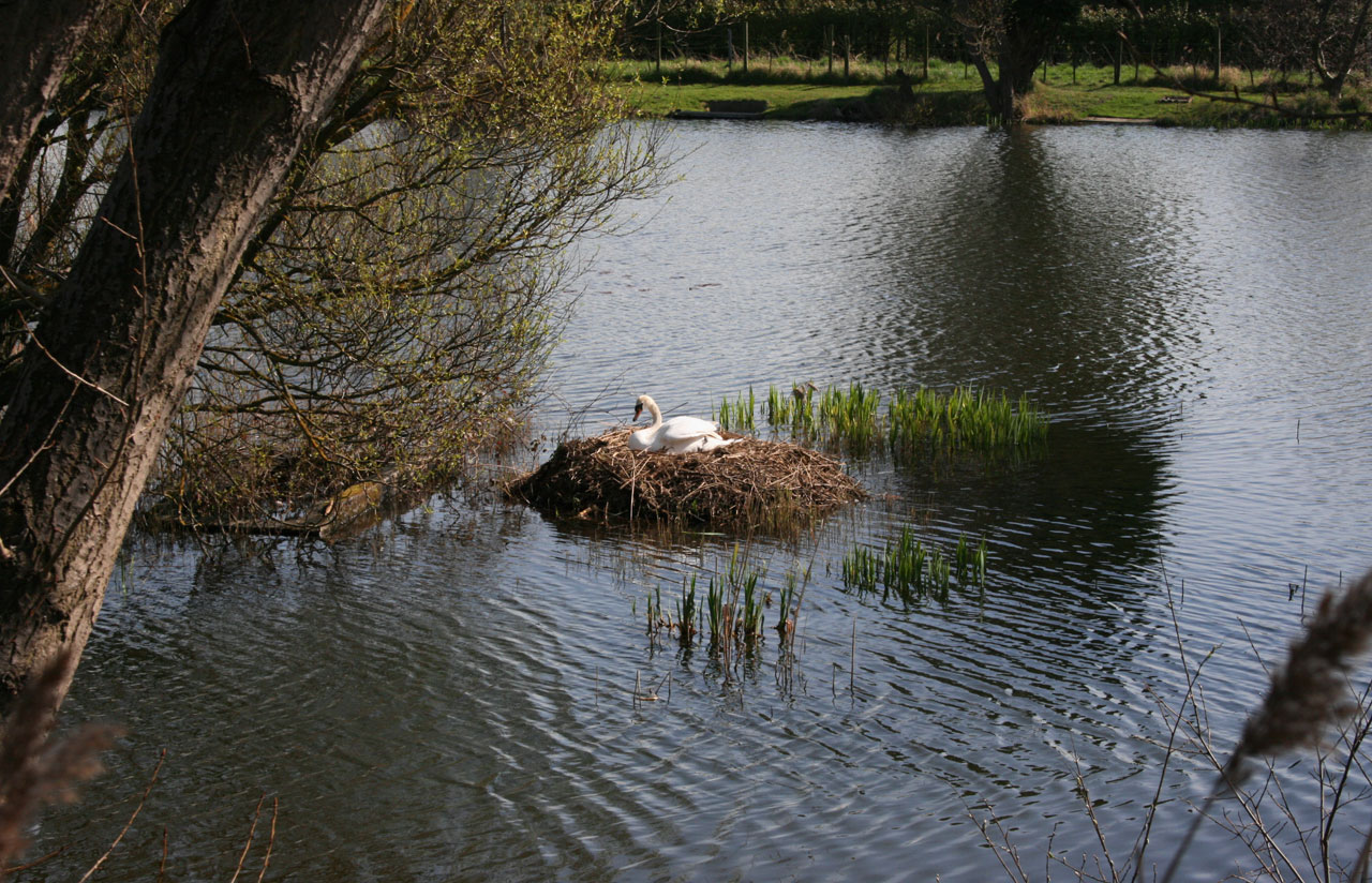 Swan On Nest 2