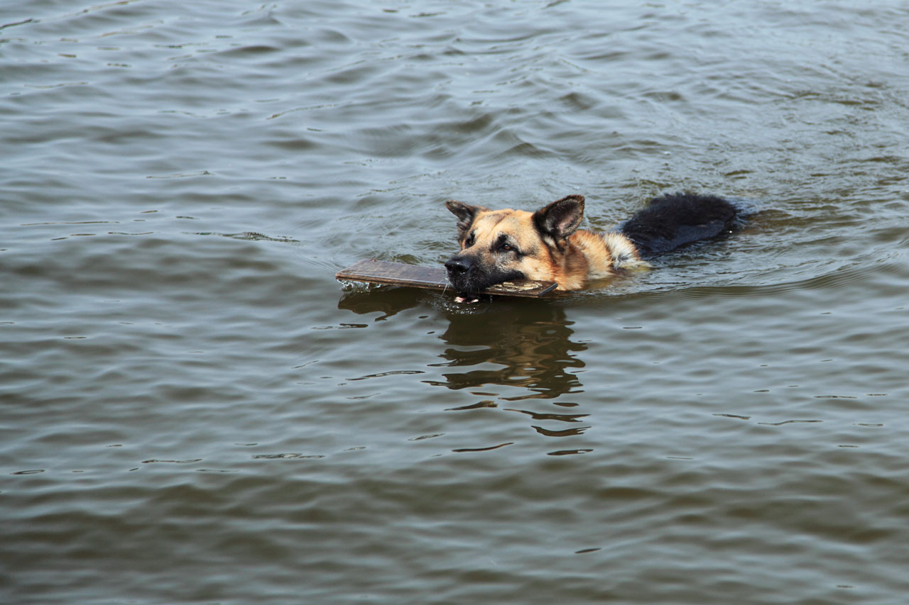 Cão de natação