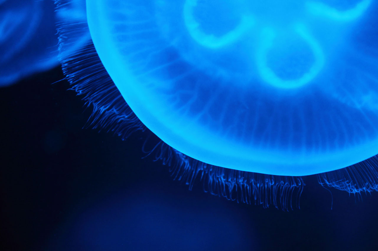 полупрозрачных медуз