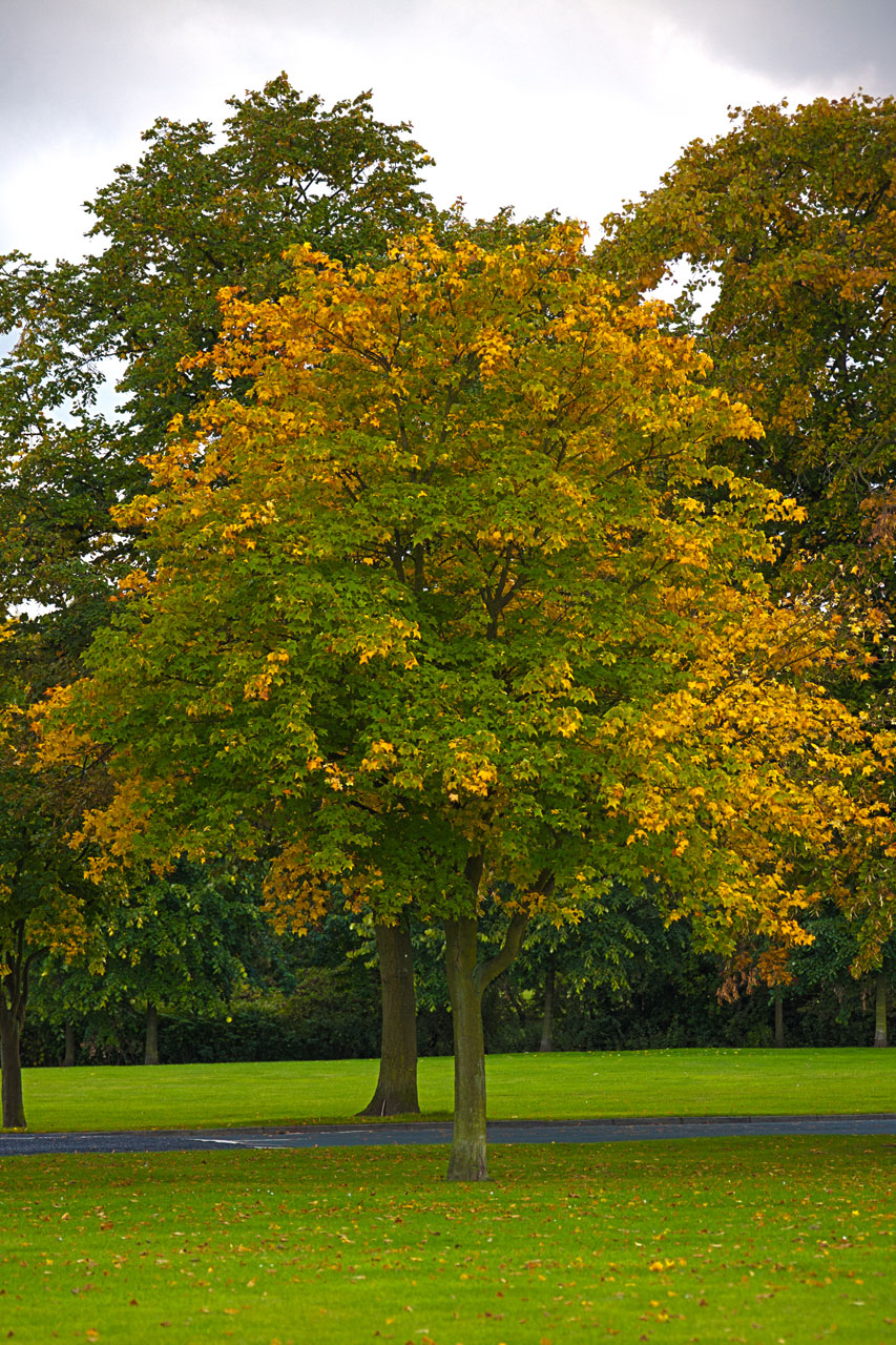 árvore no outono