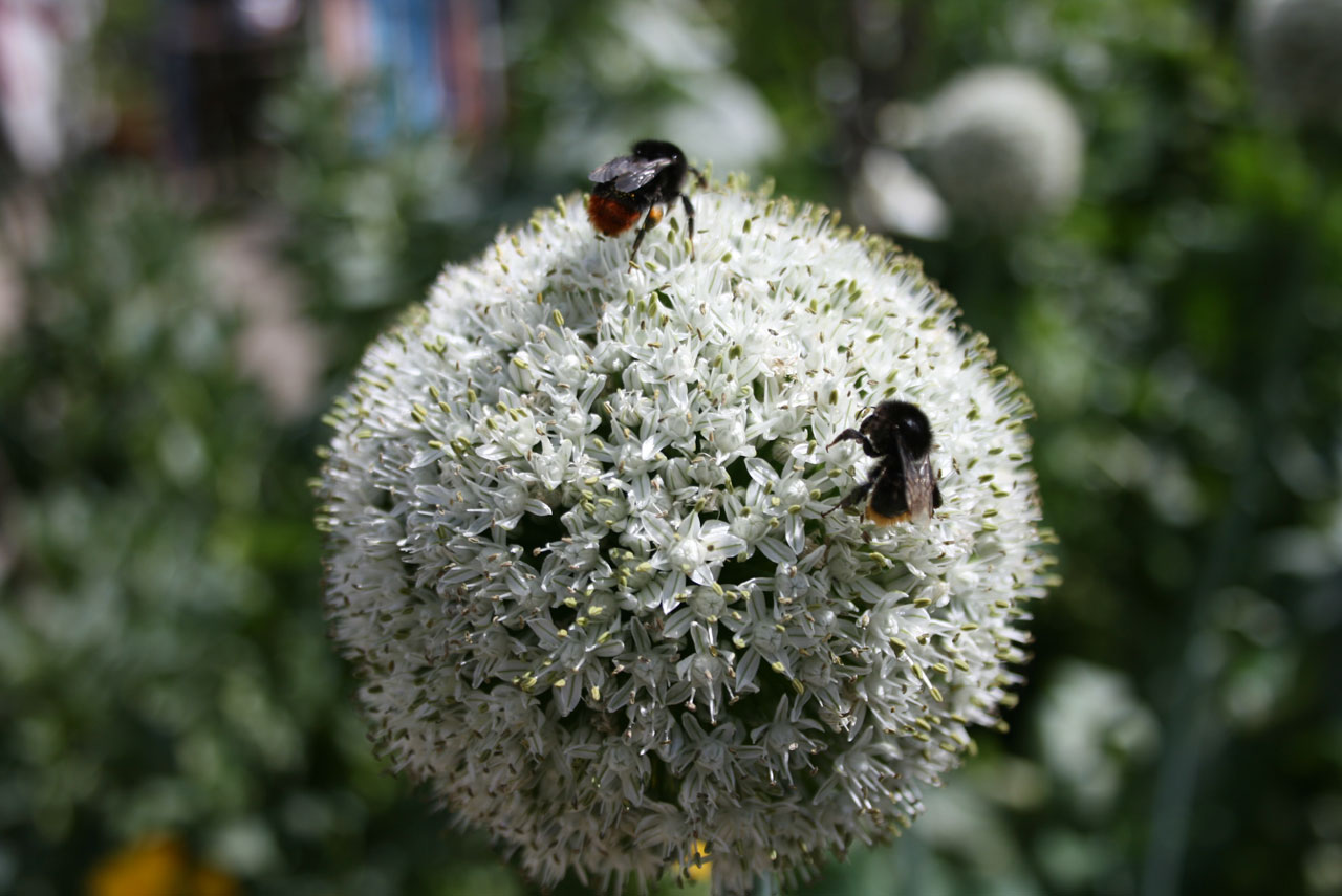 Deux abeilles sur allium