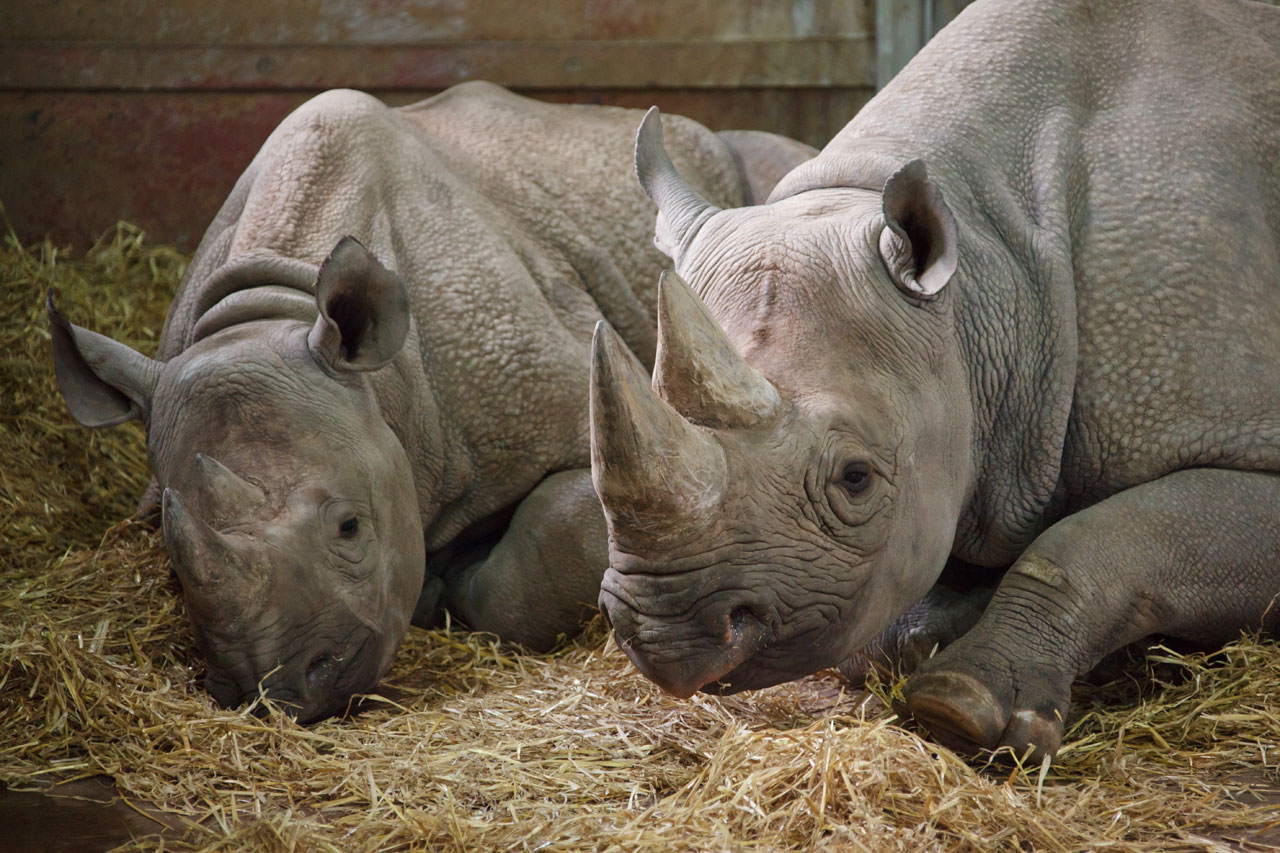 Doi rinoceri