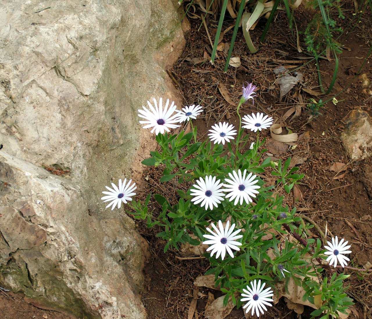 白色的花与石