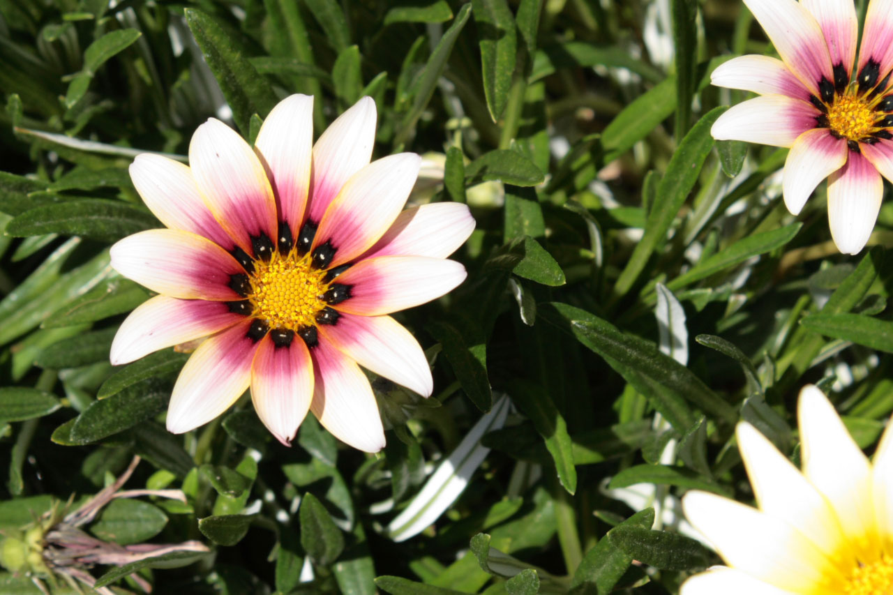 White And Pink African Daisy Blooms
