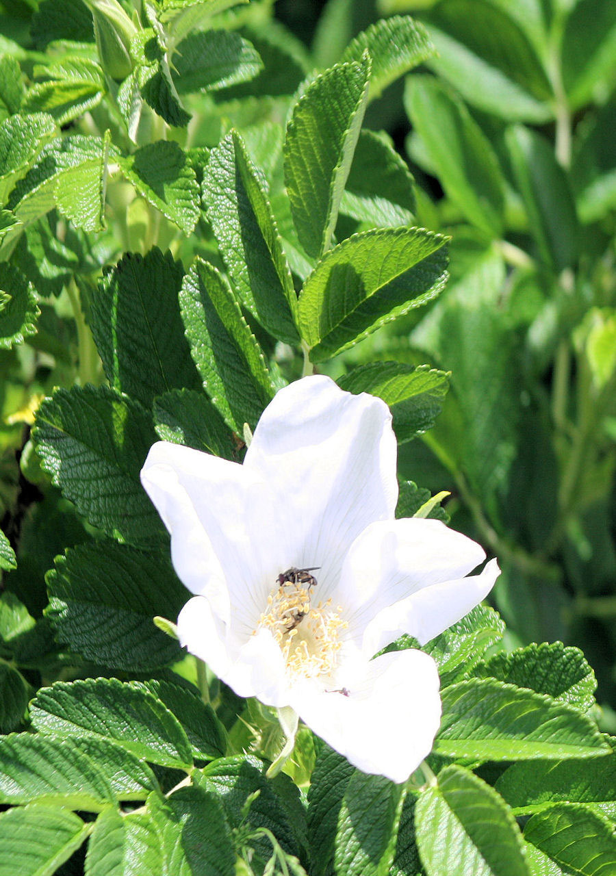 White Flower And Fly