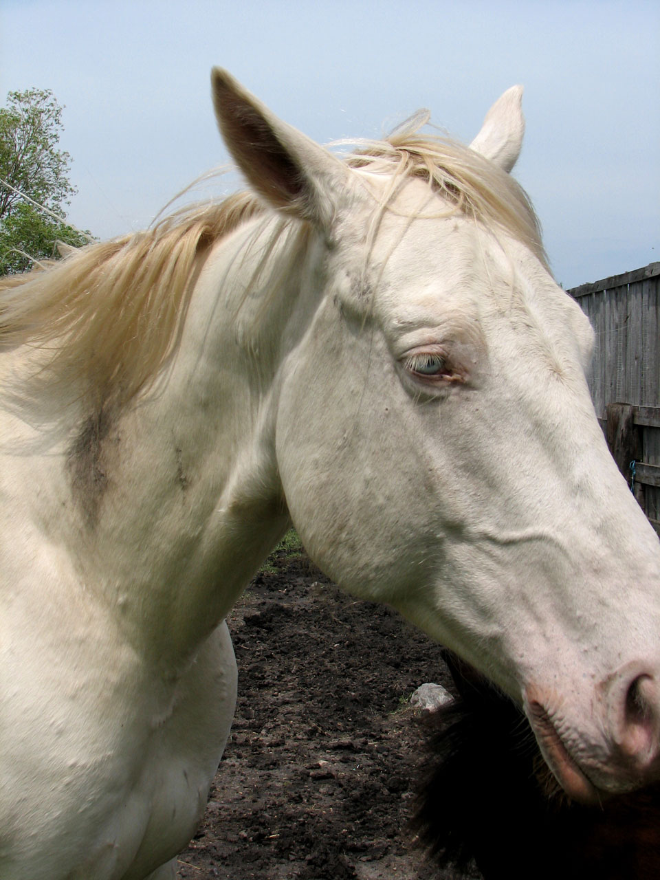 Cavalo branco closeup