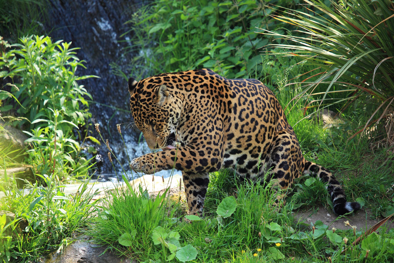 Jaguar sauvages