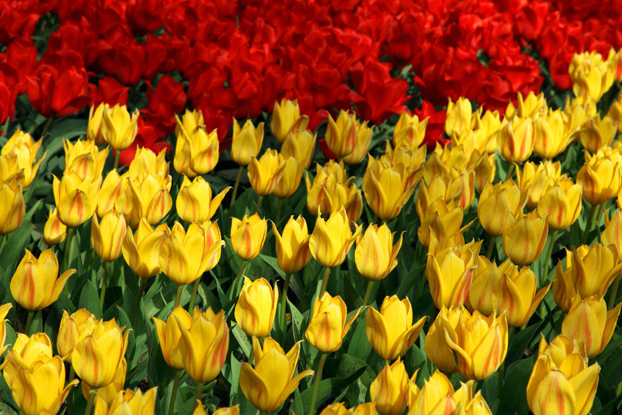 Gele en rode tulpen