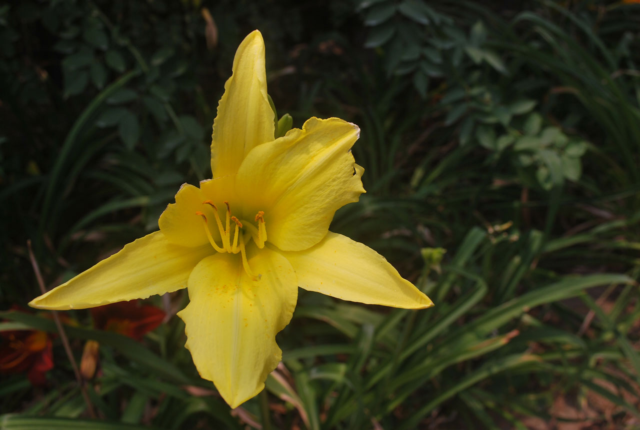Lily żółty