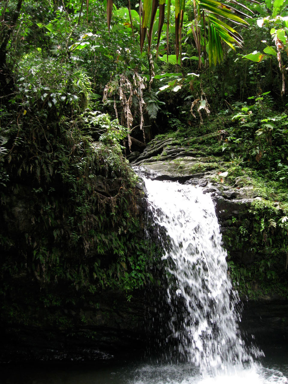 Yunque selva