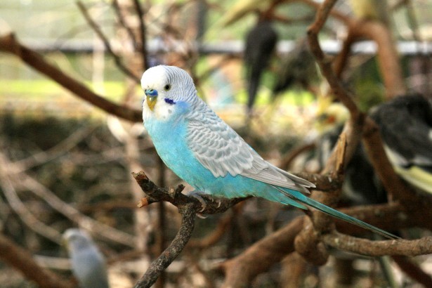 Blue And White Parakeet Free Stock Photo - Public Domain Pictures
