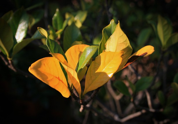 Racimo de hojas de gardenia de color ama Stock de Foto gratis - Public  Domain Pictures