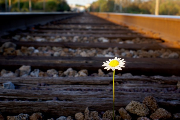 Daisy On Railroad Track Free Stock Photo - Public Domain ...