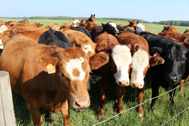 Herd Of Cows And Horses Pasture Free Stock Photo - Public Domain Pictures