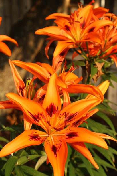 Orange Lily Flowers Free Stock Photo - Public Domain Pictures