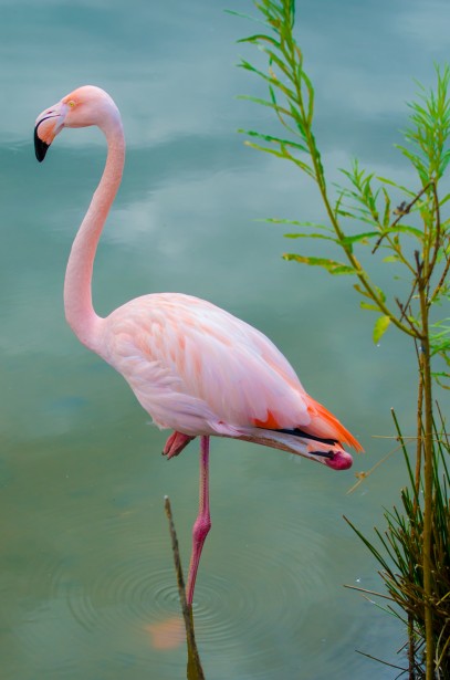 Rosa Flamingo Kostenloses Stock Bild - Public Domain Pictures