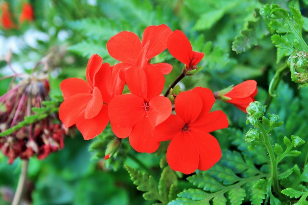 Flor de geranio rojo Stock de Foto gratis - Public Domain Pictures