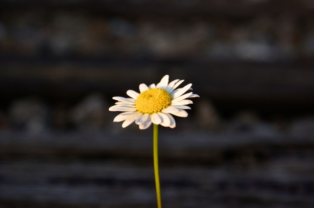 http://www.publicdomainpictures.net/pictures/100000/nahled/single-daisy-flower.jpg