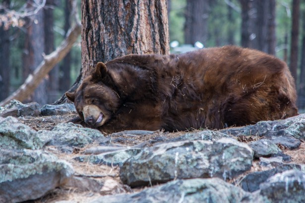 Image result for sleeping bear