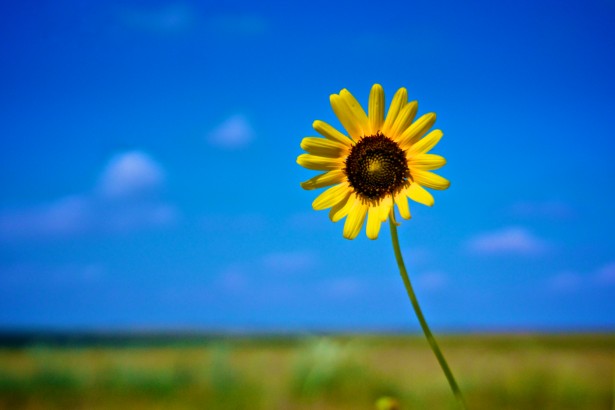 Yellow Sunflower Under Blue Sky Free Stock Photo - Public ...