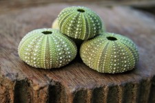A few sea urchin shells