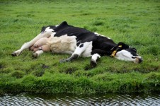 Una vaca de dormir