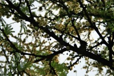 Acacia árbol en flor