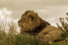 Leão africano