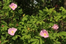 Alberta salvaje de la flor color de rosa