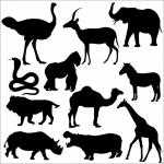 Zwierzęta z Afryki