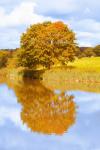 Höstens träd vid sjön