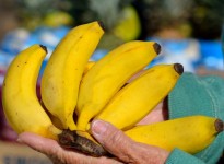 Bananas para venda