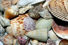 Shells van het strand