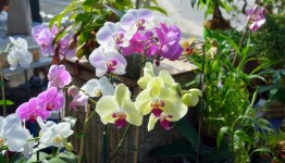Frumoasa Orhidee Flori