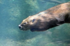 Beaver sub apă