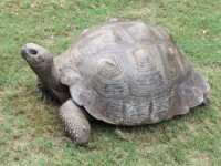 Duży żółw