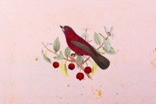 Bird Illusztráció régi fal