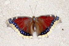Butterfly absorbovat minerály