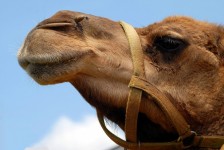 Camel Gros plan